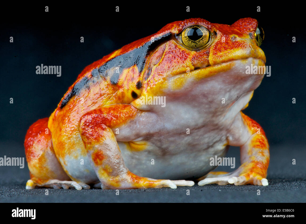 Tomato frog / Dyscophus guineti Stock Photo