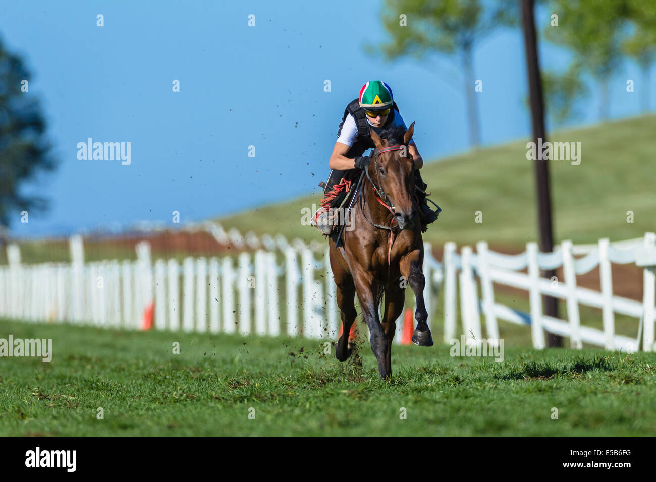 Race Horse jockey training running action Stock Photo Alamy
