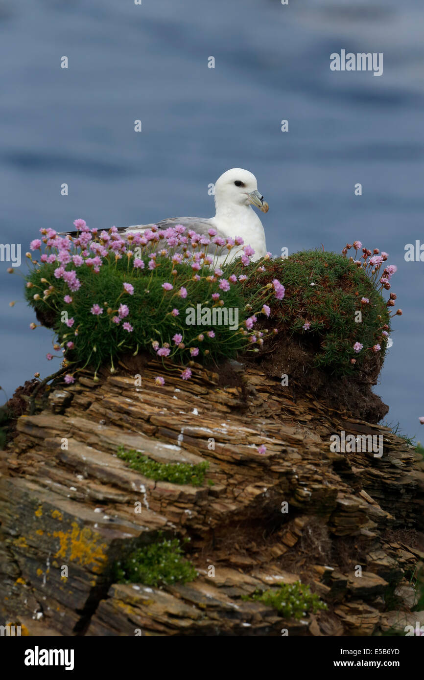 Fulmar, Fulmarus glacialis, single bird on cliff, Orkney, June 2014 Stock Photo