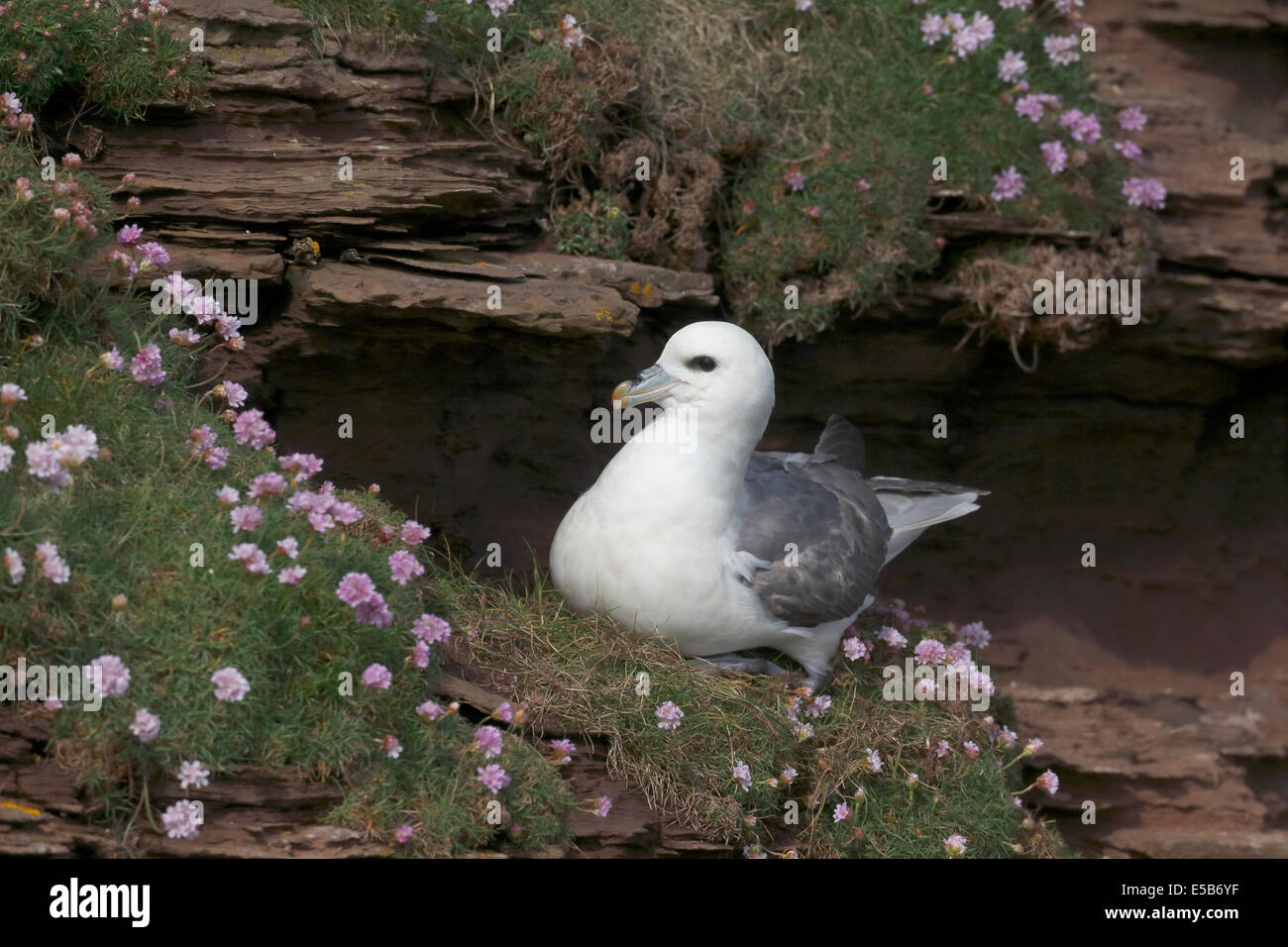 Fulmar, Fulmarus glacialis, single bird on cliff, Orkney, June 2014 Stock Photo