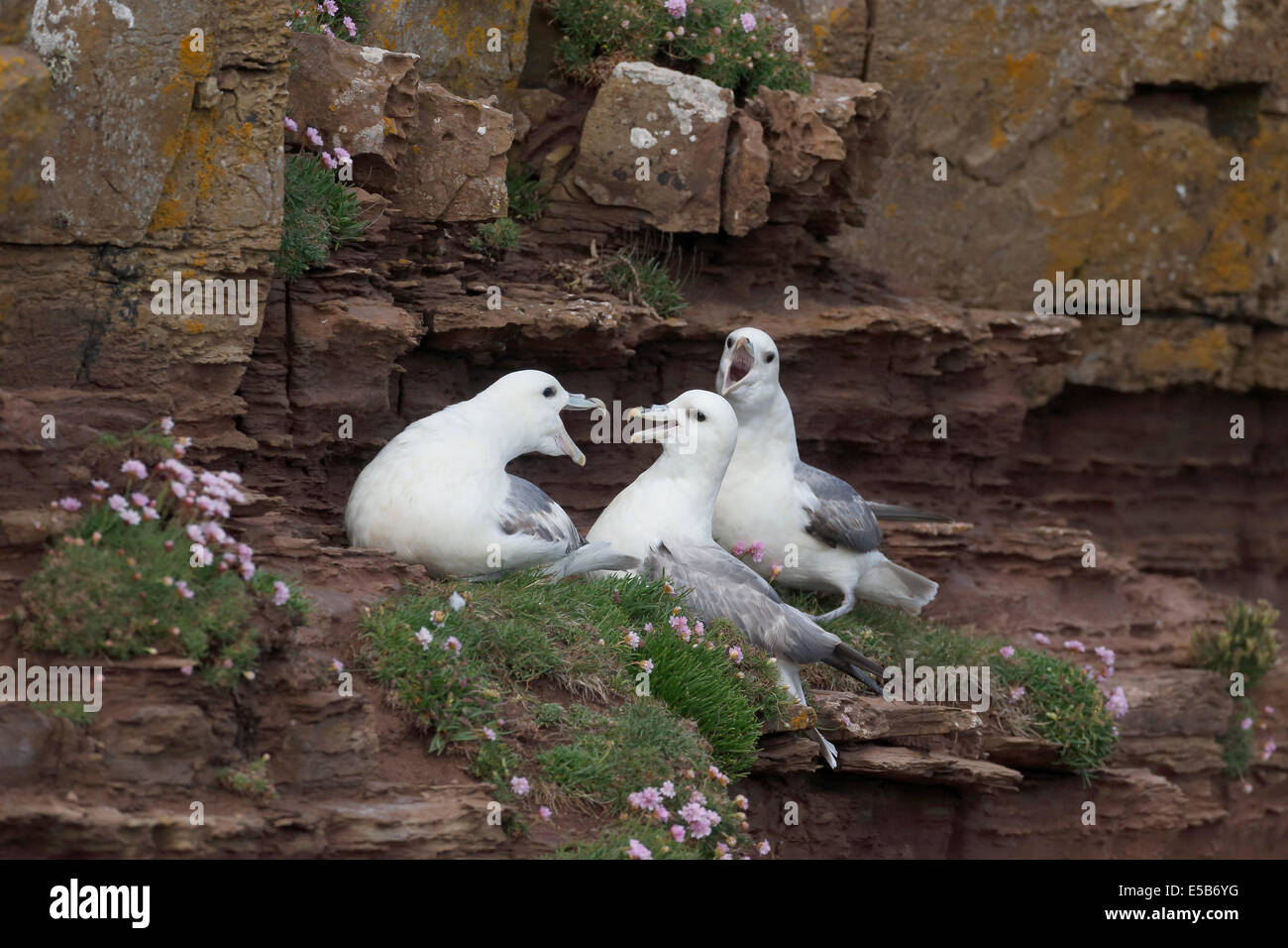 Fulmar, Fulmarus glacialis, three birds on cliff, Orkney, June 2014 Stock Photo