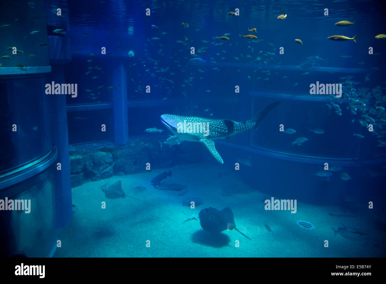 Whale shark, sharks, fish, stingrays, sea animals swimming in water