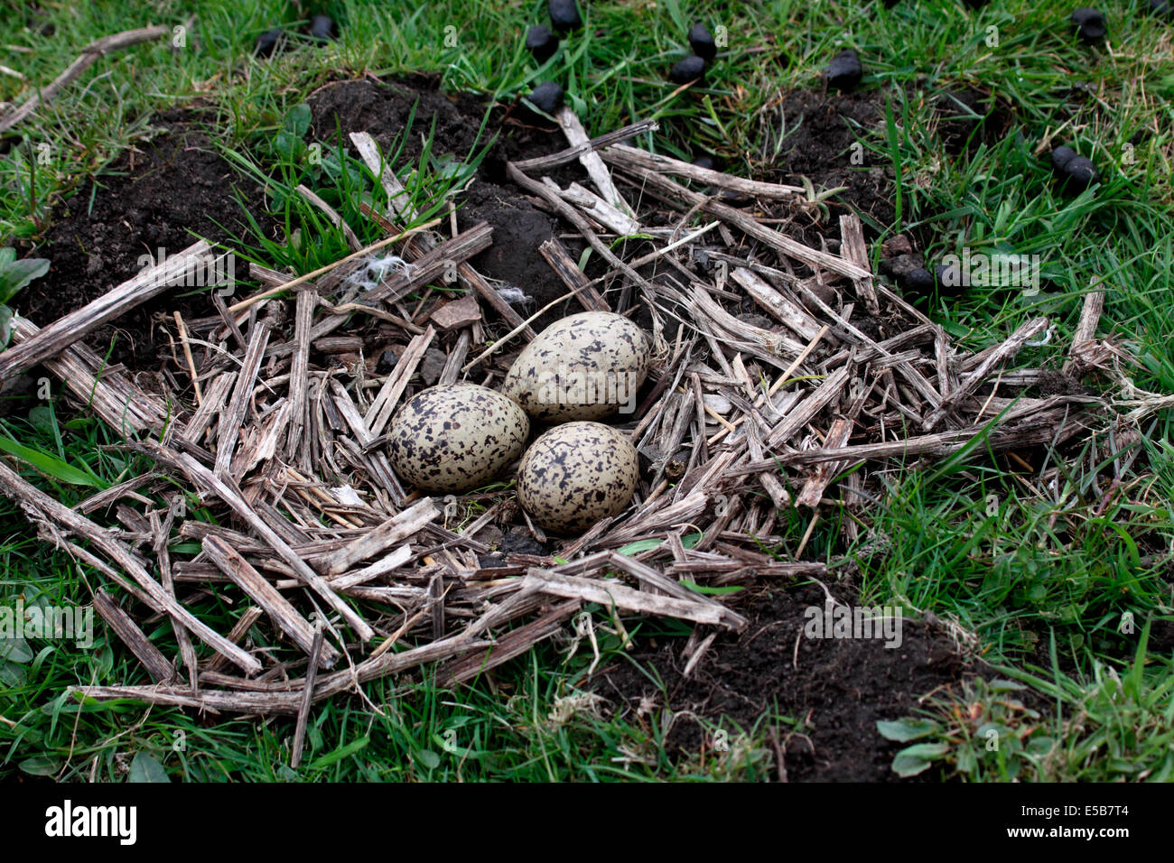 Oystercatcher nest and clutch of eggs breeding in uplands in Northern