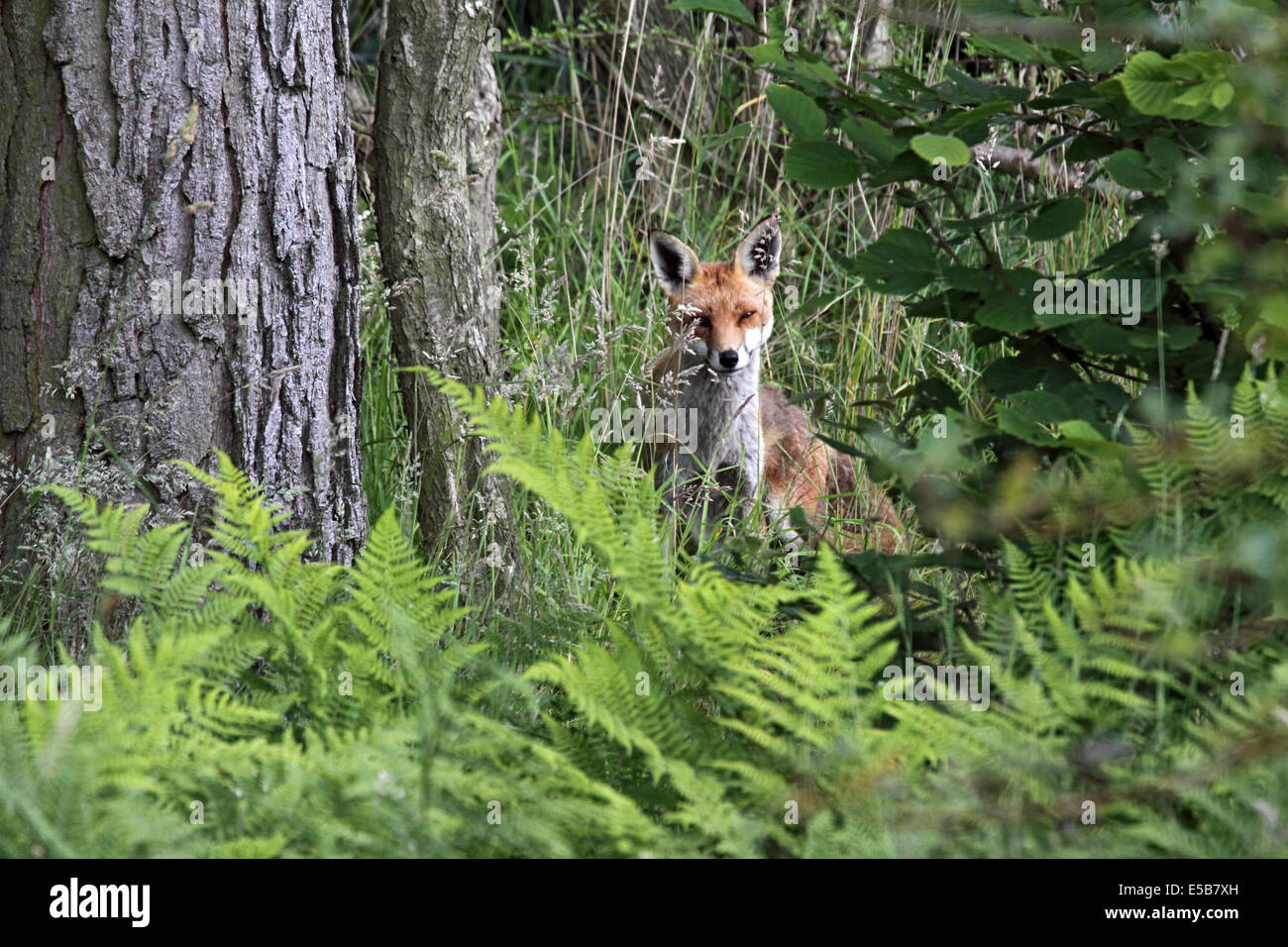 Current years Red fox cub sitting under pine tree in Woodland in
