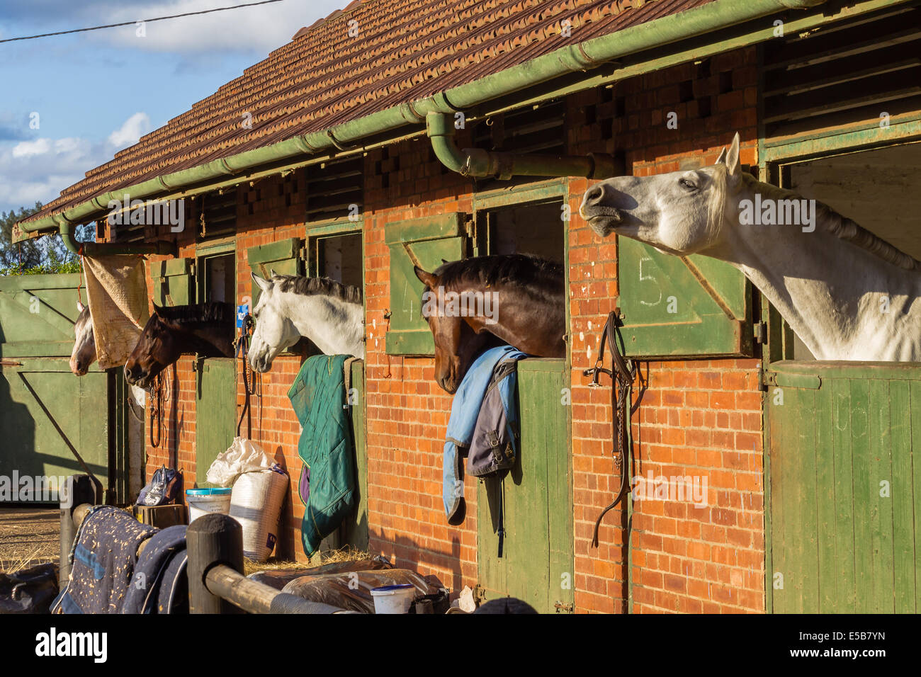 Equestrian Horses in stables after show jumping day Stock Photo Alamy