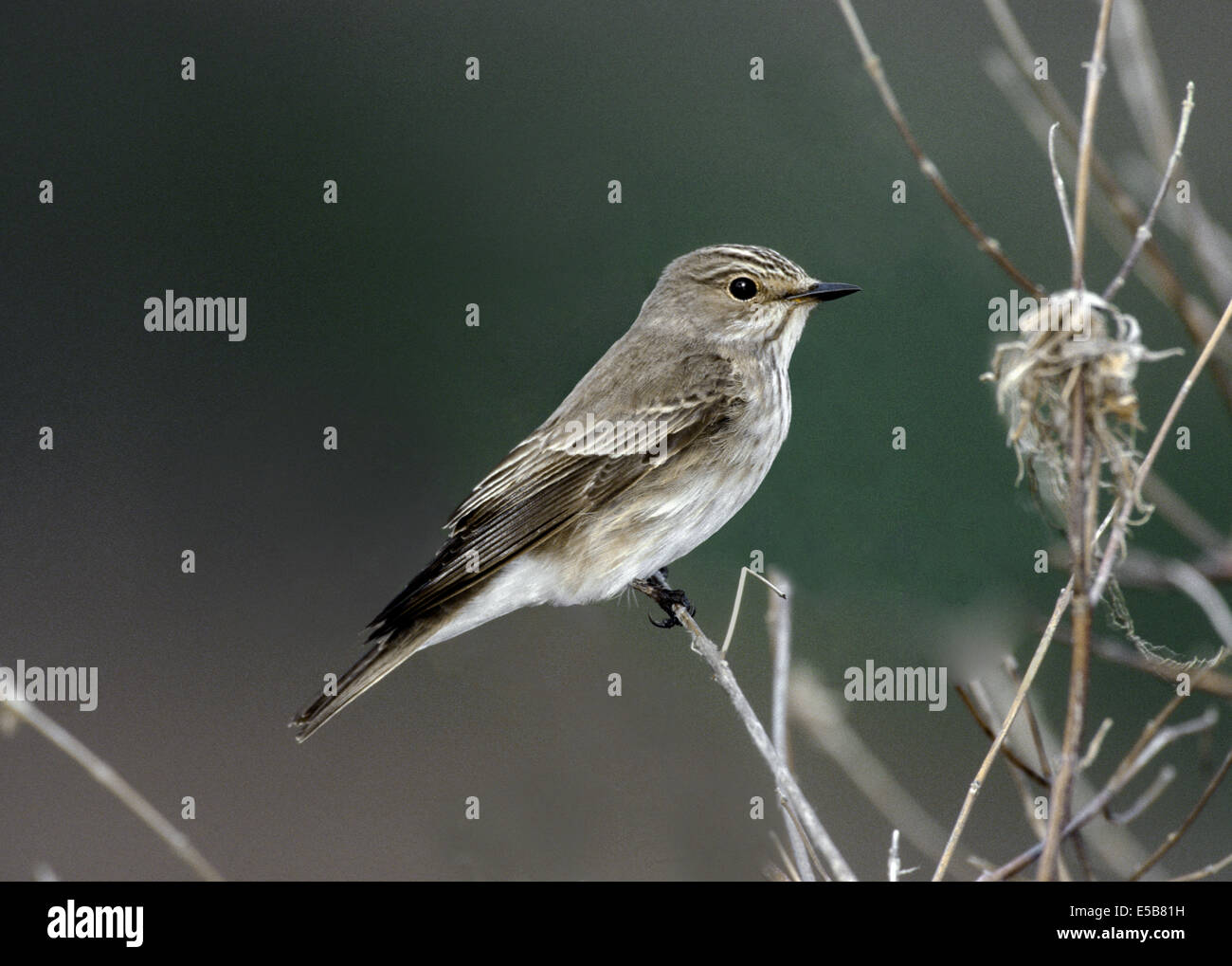 Spotted Flycatcher Muscicapa striata Stock Photo