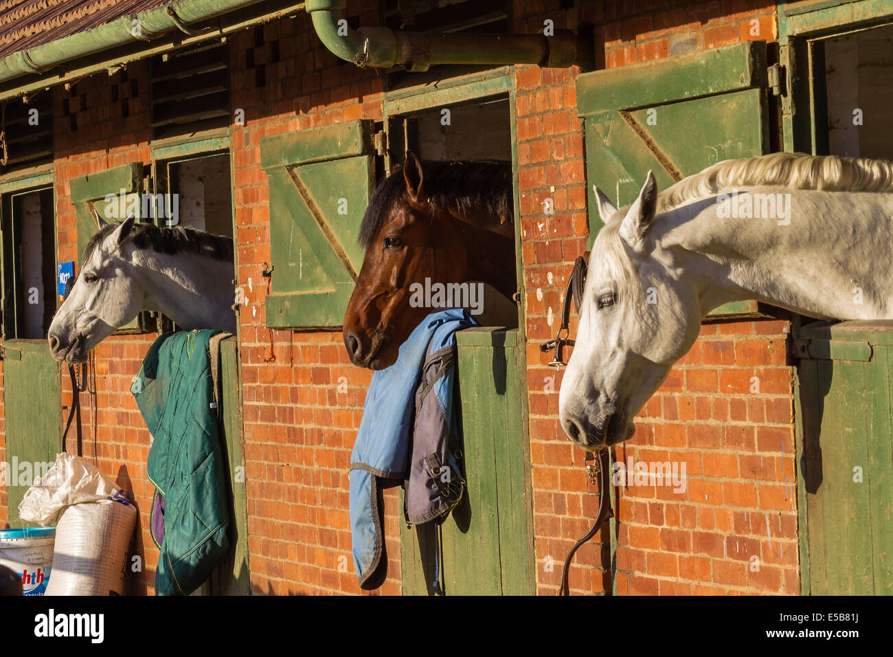 Equestrian Horses in stables after show jumping day Stock Photo Alamy