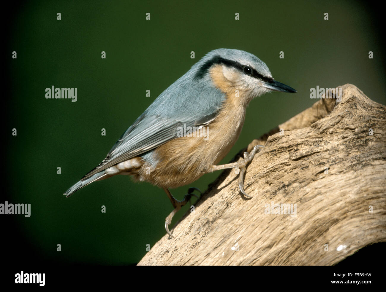 Nuthatch Sitta europaea L 14cm. Dumpy, short-tailed woodland bird that often descends tree trunks head-first. Sexes are similar. Stock Photo