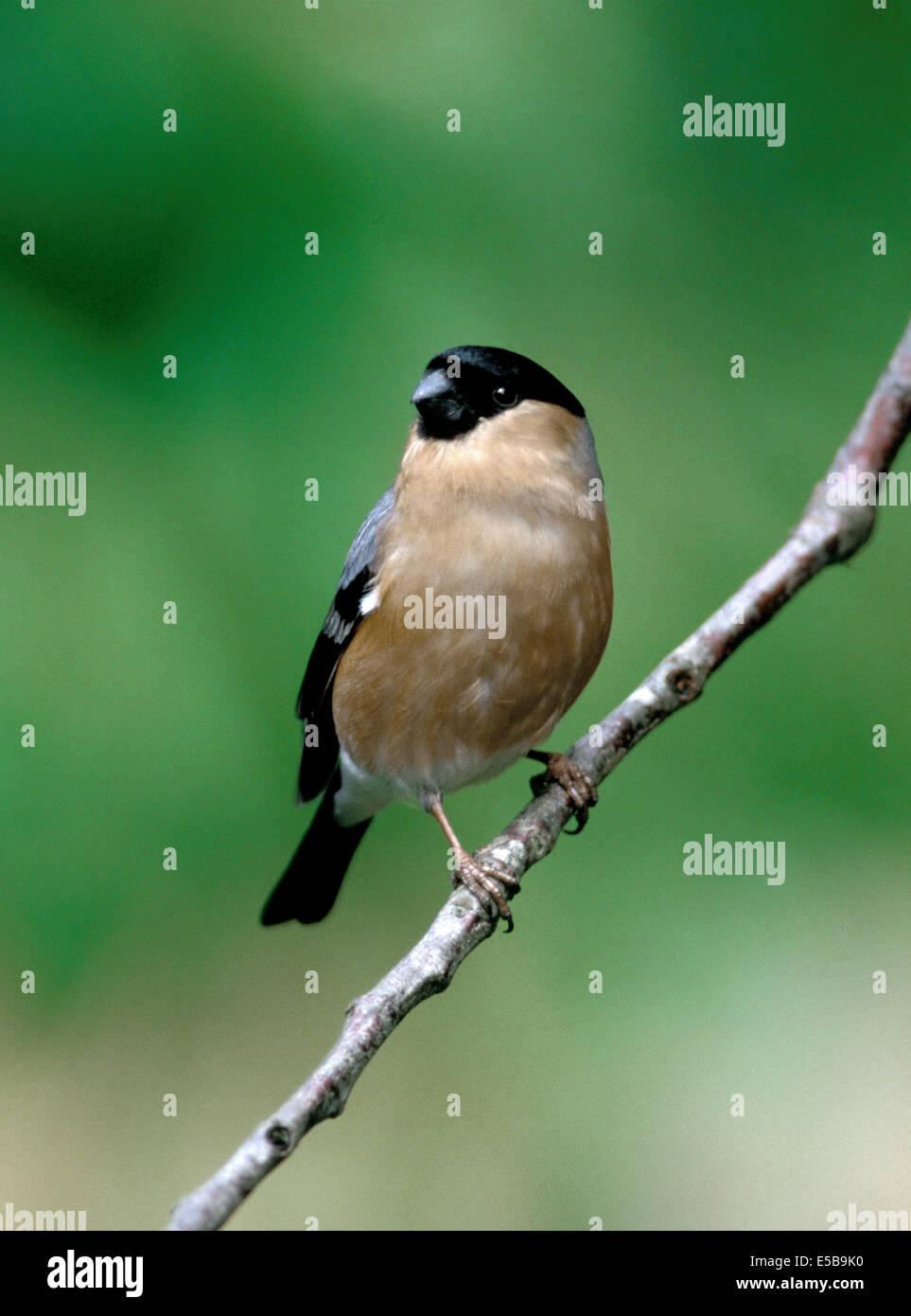 Bullfinch Pyrrhula pyrrhula Stock Photo