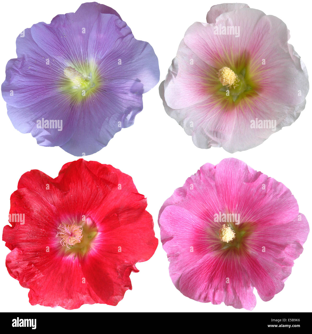 Set of mallow flowers on white background Stock Photo - Alamy