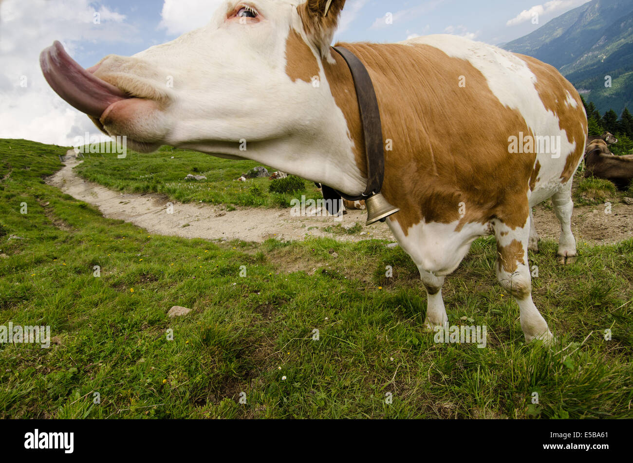 Cow With Long Tongue High Resolution Stock Photography and Images Alamy