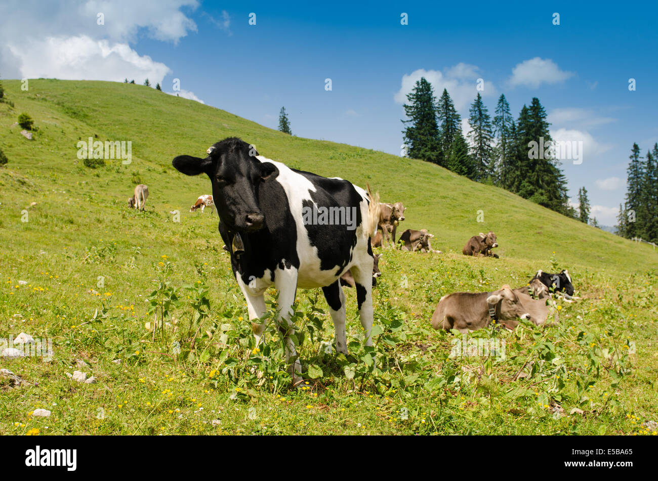Black and white checked cow on a green meadow with blue sky Stock Photo ...