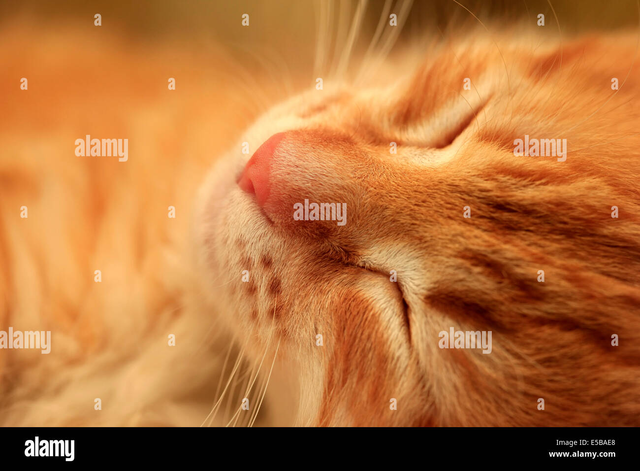 Sleepy of a young red-haired kitten Stock Photo