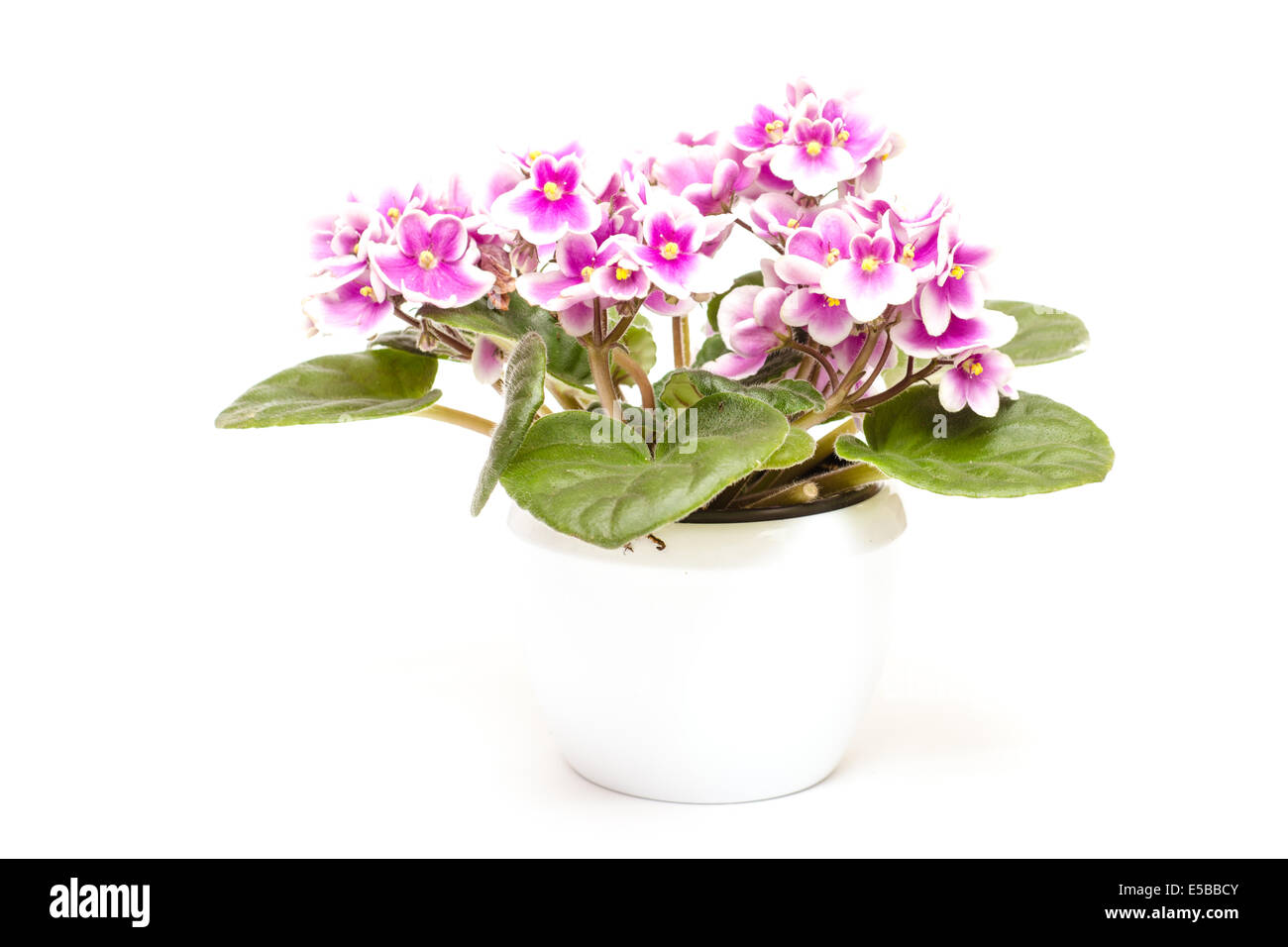 Bicolored african violet on white background Stock Photo