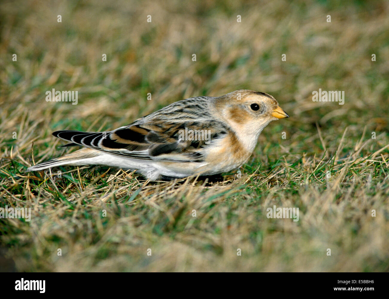 Snow Bunting Plectrophenax nivalis Stock Photo