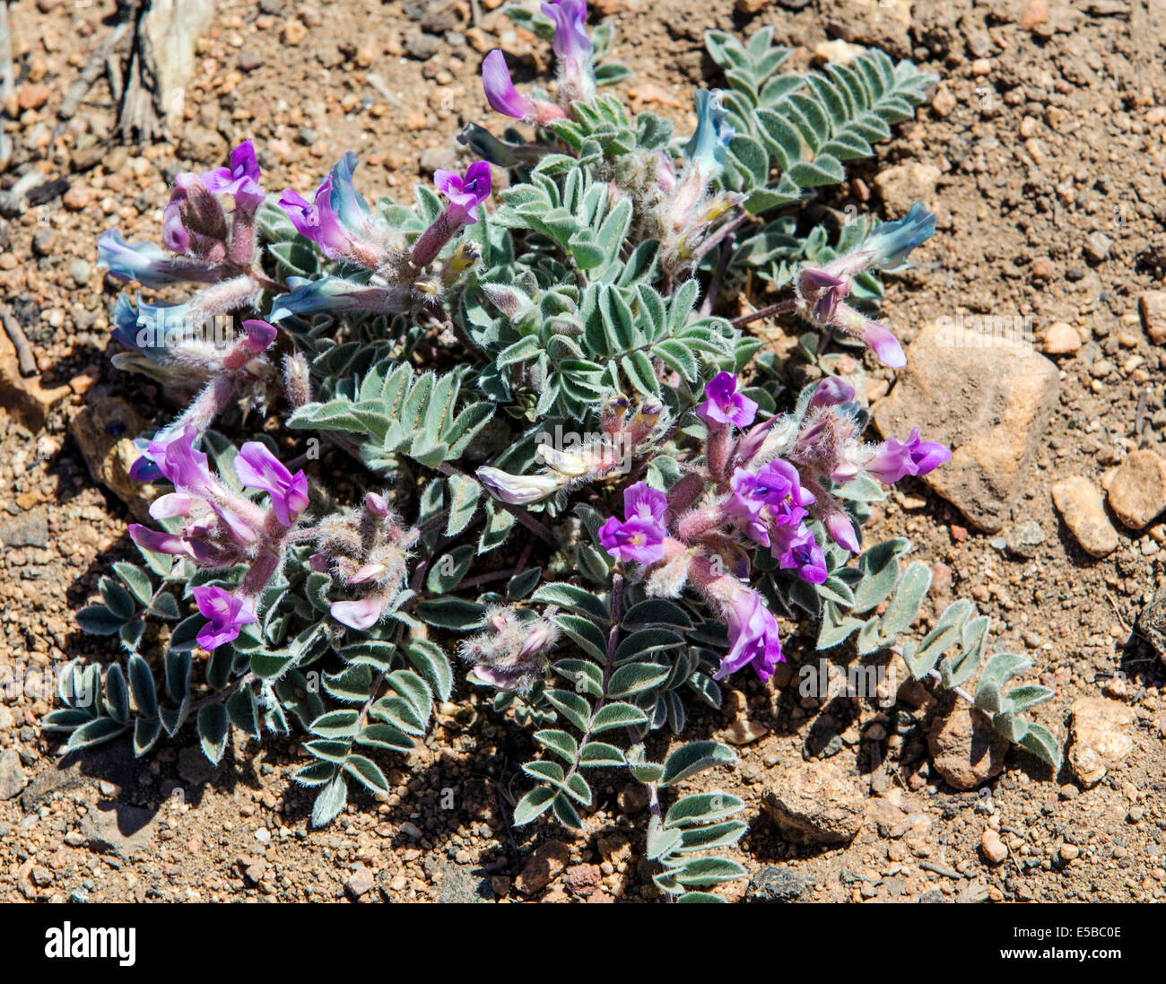 Astragalus shortianus, 'Short's Milkvetch' or 'Early Purple Milkvetch' wildflower in bloom, Central Colorado, USA Stock Photo