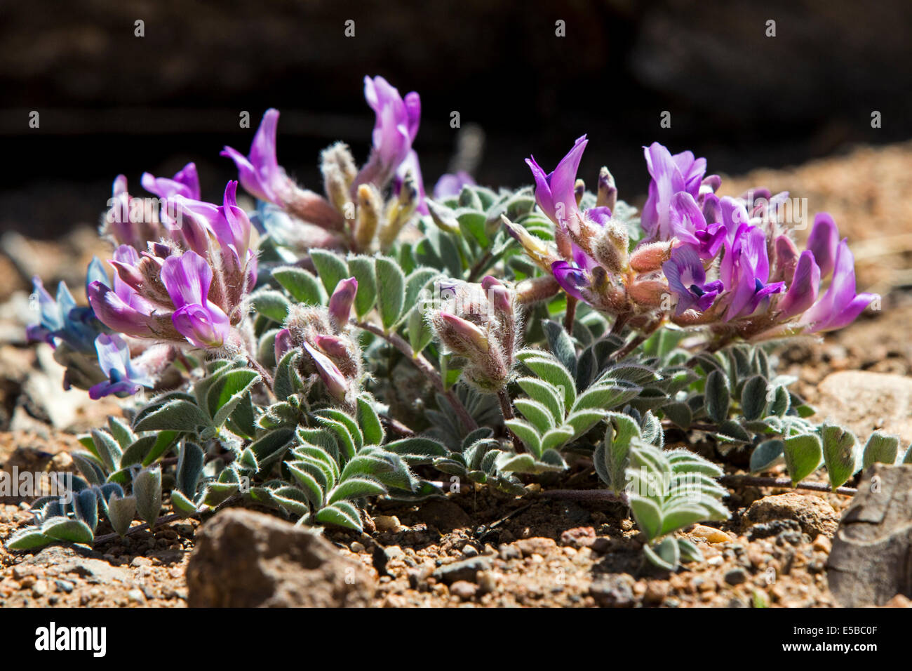 Astragalus shortianus, 'Short's Milkvetch' or 'Early Purple Milkvetch' wildflower in bloom, Central Colorado, USA Stock Photo