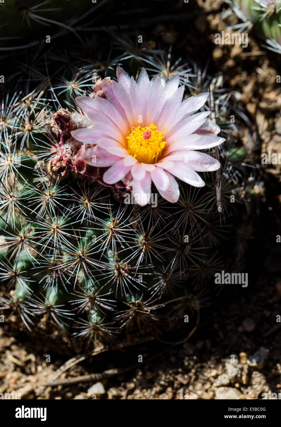 Pediocactus simpsonii, Cactaceae, Mountain Ball Cactus, Pincushion