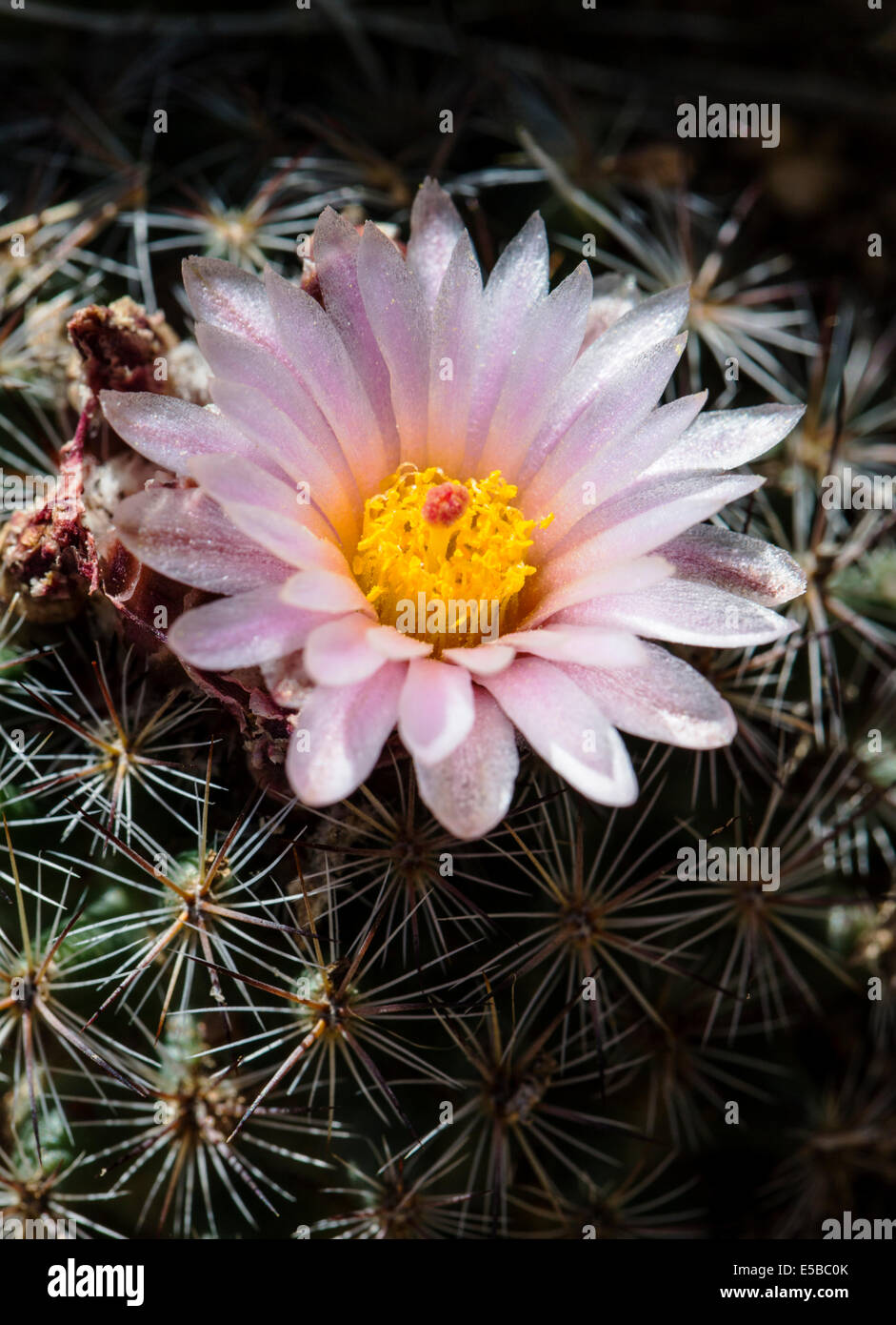 Pediocactus simpsonii, Cactaceae, Mountain Ball Cactus, Pincushion Cactus, wildflowers in bloom, Central Colorado, USA Stock Photo