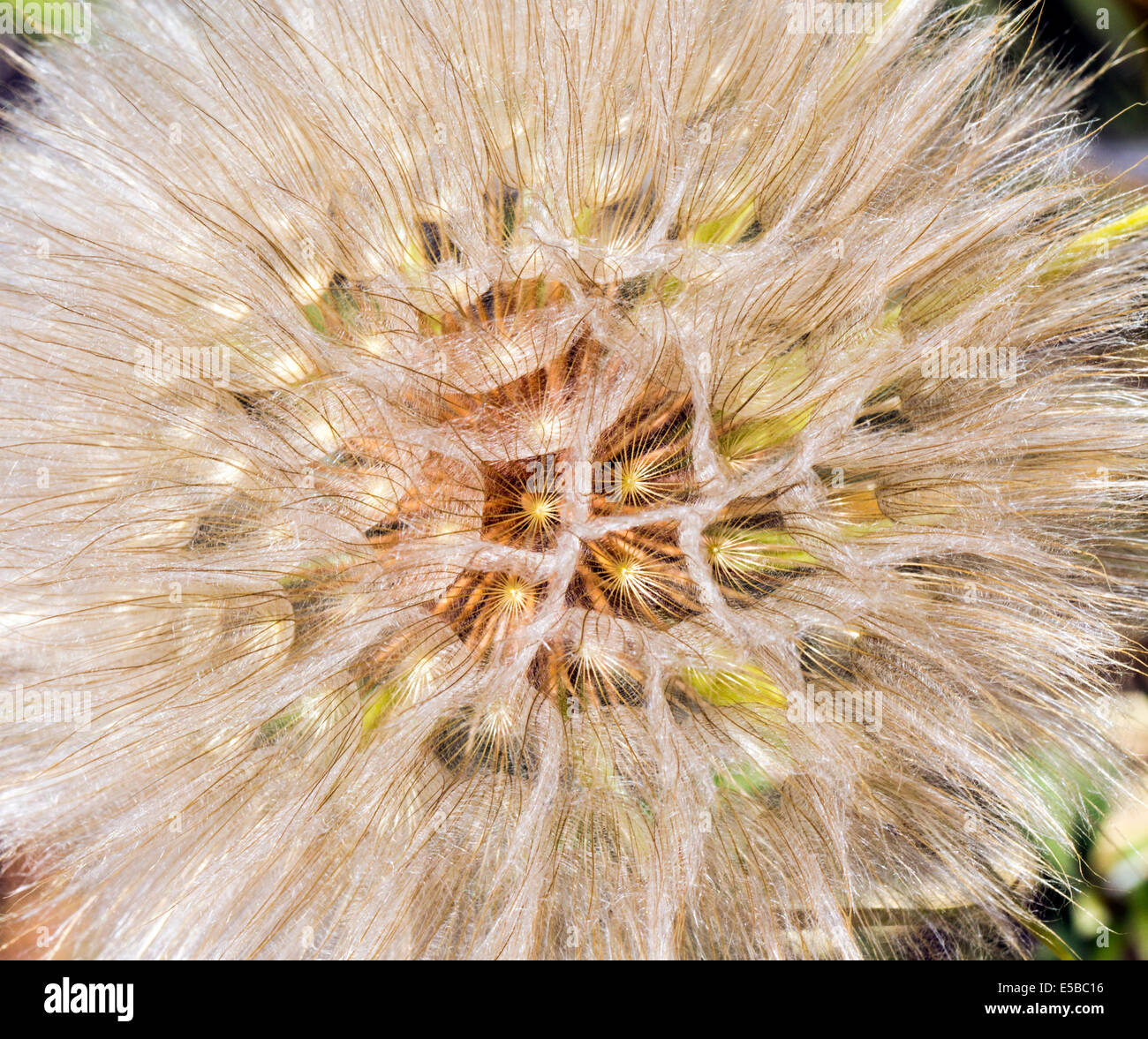 Tragopogon dubius; Salsify; Asteraceae; Sunflower Family; wildflowers in bloom, Central Colorado, USA Stock Photo