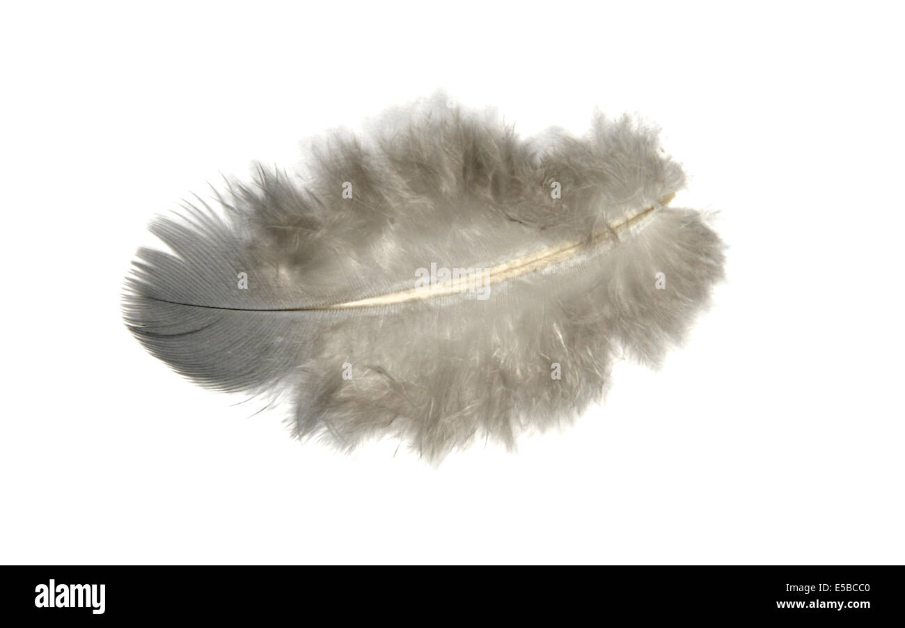Woodpigeon Columba livia - feather cutout Stock Photo