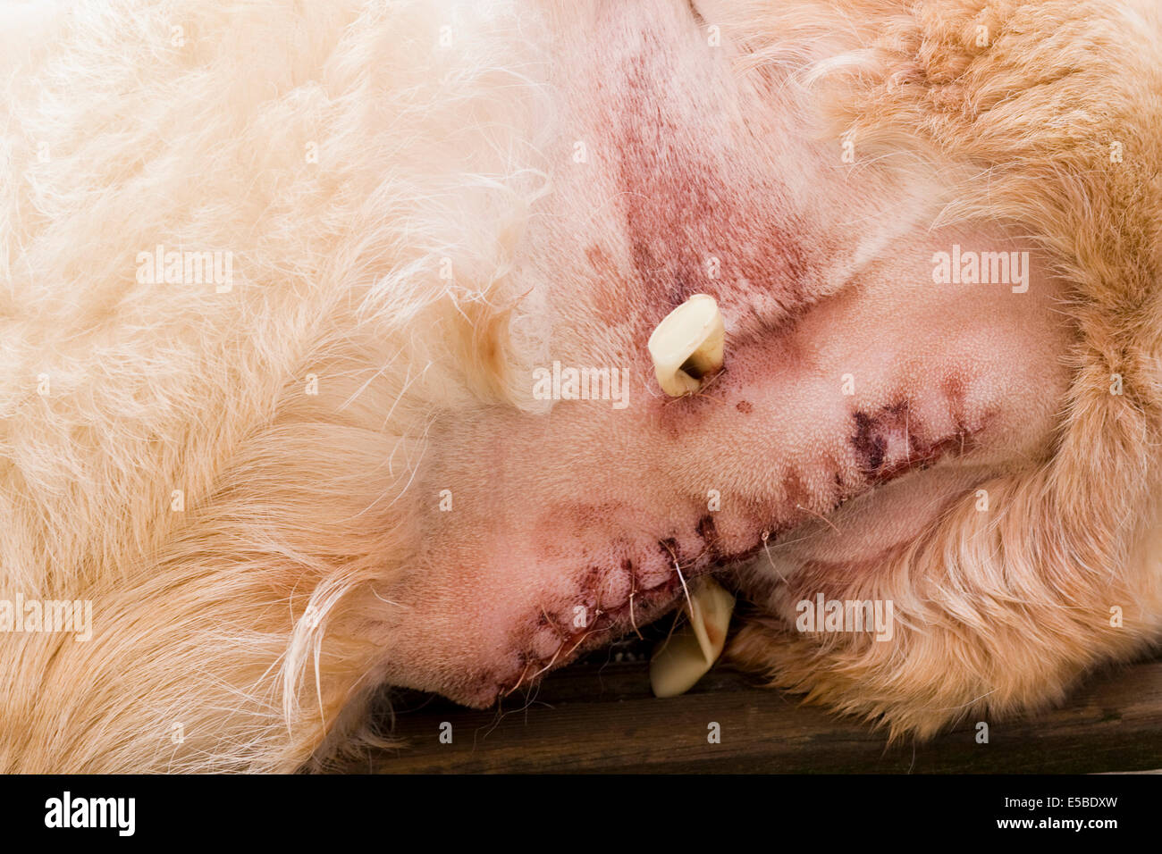 Golden Labrador Post-Operative after having tumor removed showing stitches and drains in his neck Stock Photo