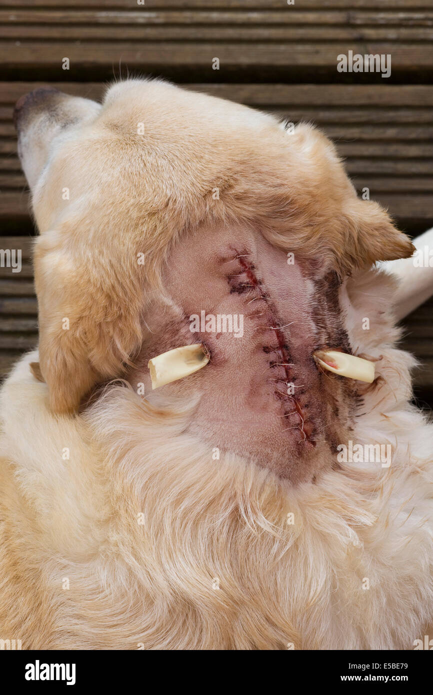 Golden Labrador Post-Operative after having tumor removed showing stitches and drains in his neck Stock Photo