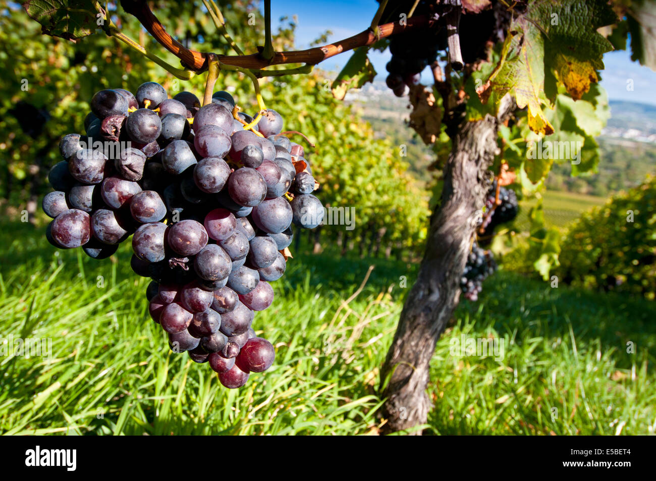 Red grapes in a German vineyard Stock Photo Alamy