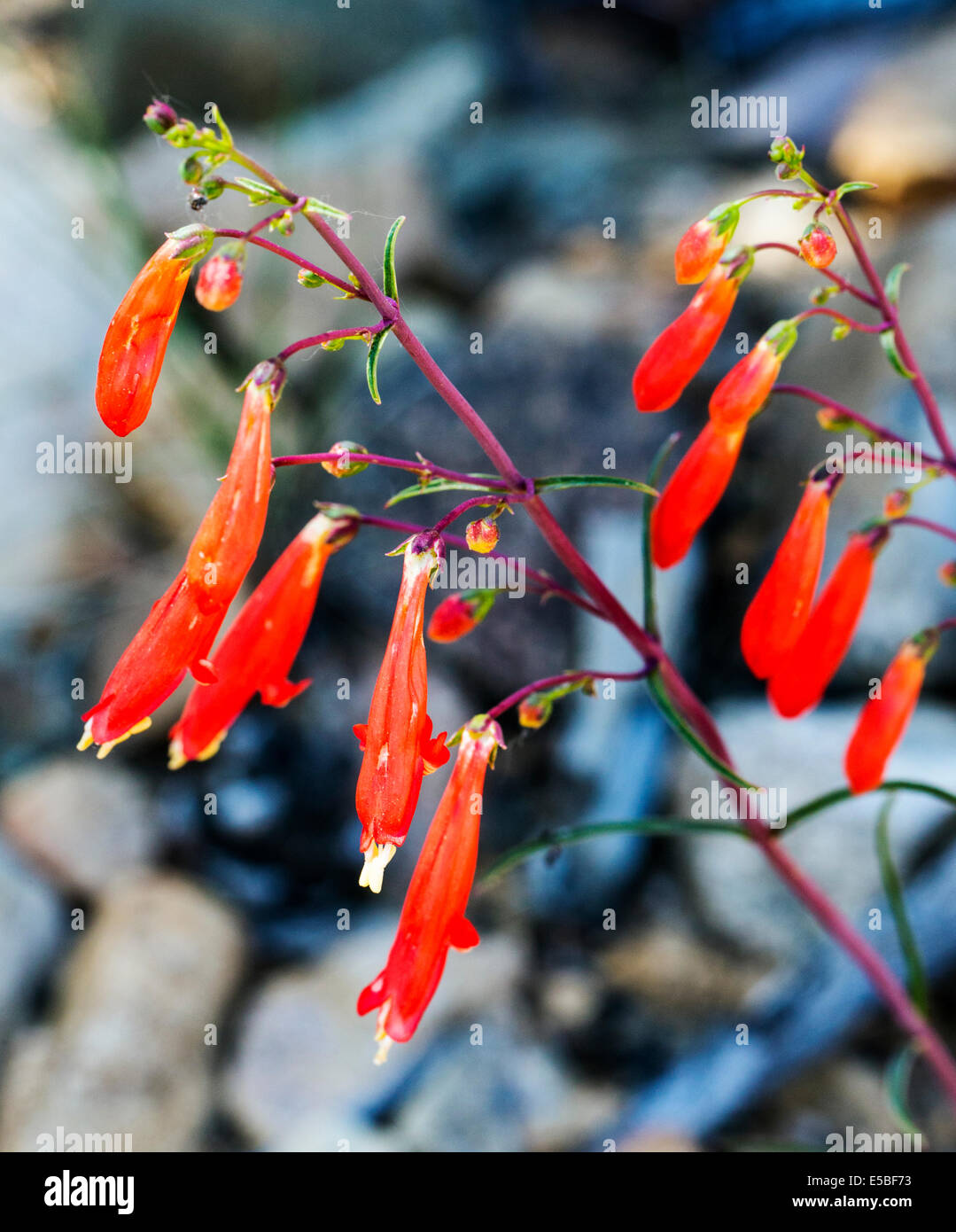 Beautiful red Scarlet Bugler, Penstemon barbatus, torreyi, Plantaginaceae, Plantain Family, in full bloom in Central Colorado Stock Photo