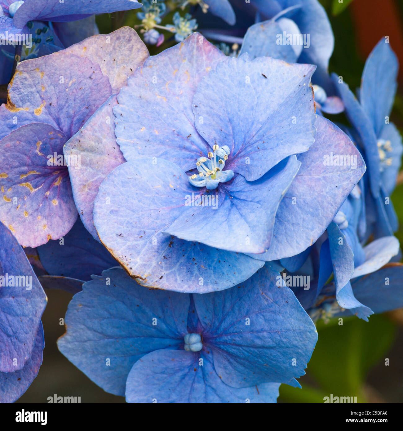 Blue Hydrangea macrophylla Commonly known as bigleaf hydrangea, French hydrangea, lacecap hydrangea, mophead hydrangea, Stock Photo