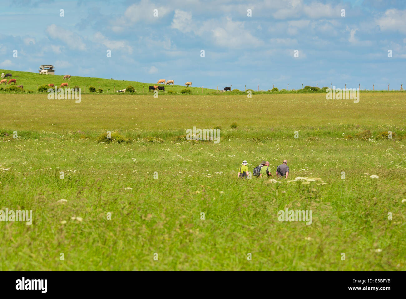 Four ramblers walkers walk through a field in with outbuildings and cattle in the distance. Stock Photo