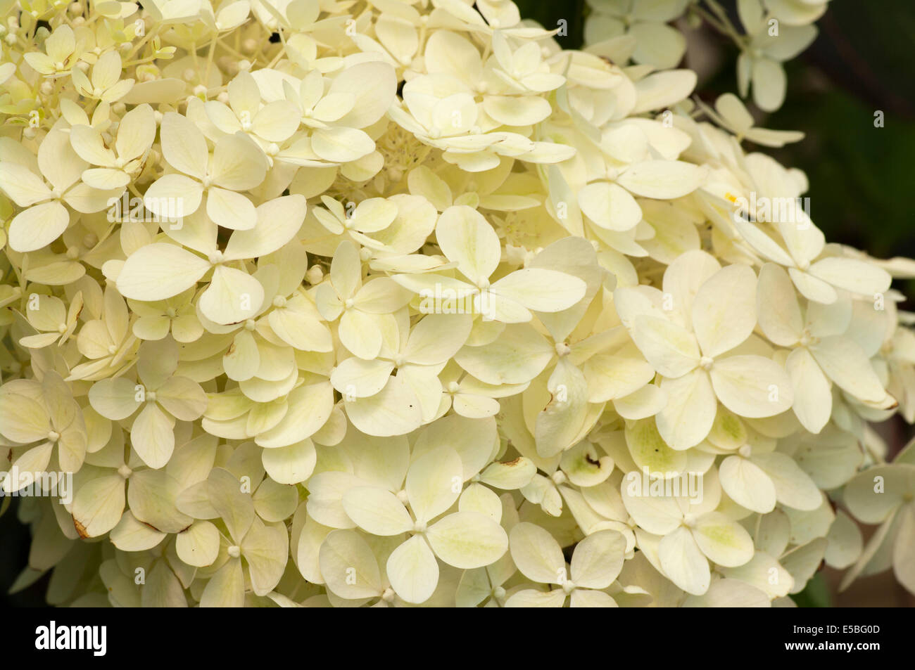 White Hydrangea paniculata Phantom Common Name Hortensia Stock Photo ...