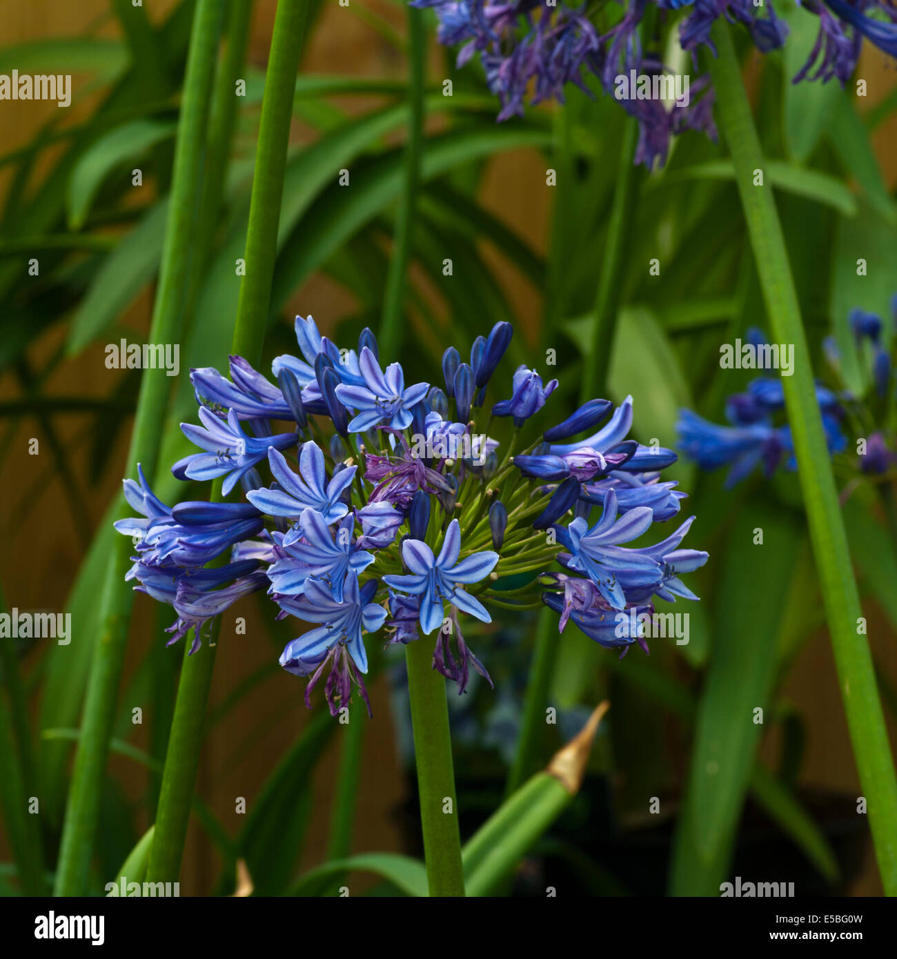 Blue Agapanthus Midnight Star Commonly Known as an African Lily Stock Photo