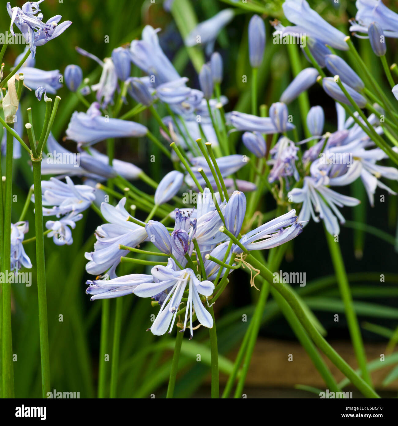 Blue agapanthus hires stock photography and images Alamy