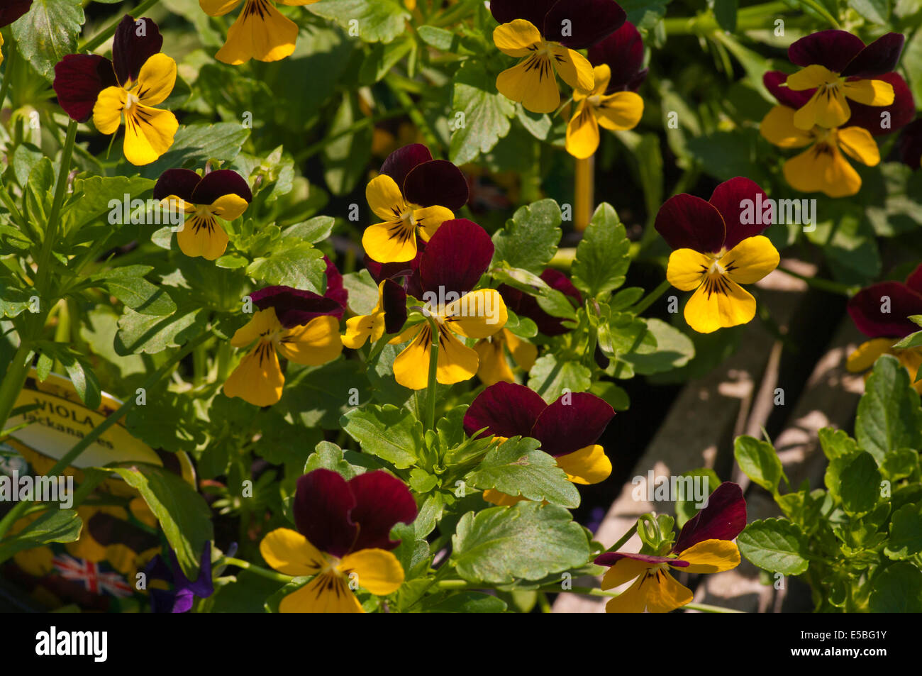 Purple and Yellow Viola ' Jackanapes ' Commonly Known as Violets Stock Photo