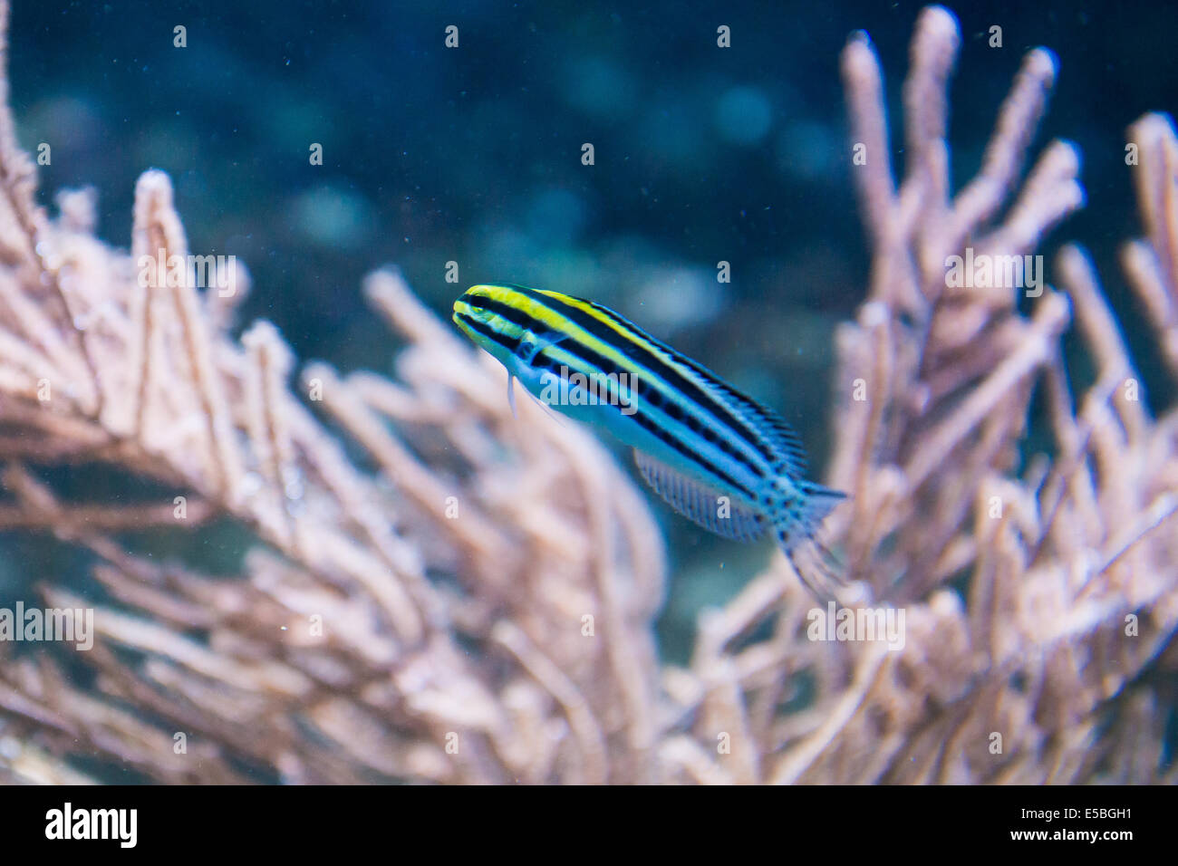 saltwater fish Striped Fangblenny - Meiacanthus grammistes Stock Photo