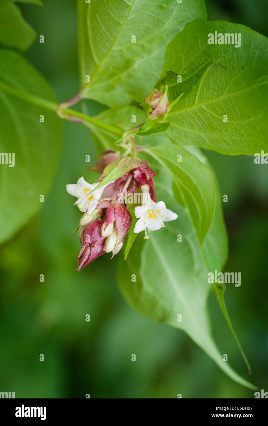Leycesteria formosa (Himalayan Honeysuckle, Flowering Nutmeg, Himalaya Nutmeg or Pheasant Berry) Stock Photo