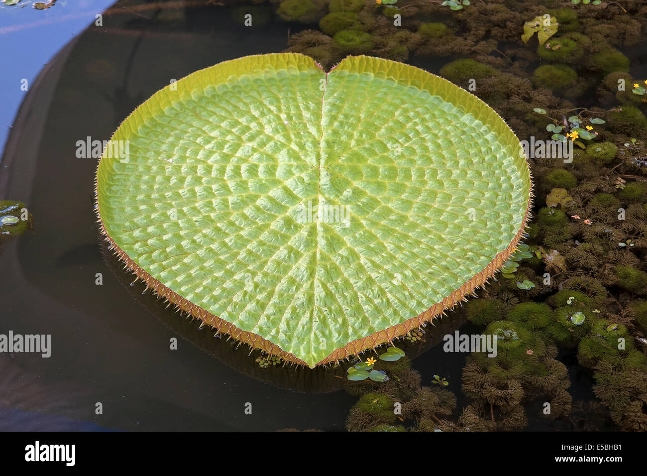 Giant Amazonian Water Lily Pads Floating in Lake Closeup Stock Photo