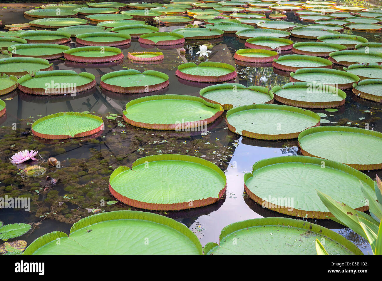 Giant Amazonian Water Lily Pads Floating in Lake with Blooming Flowers Stock Photo