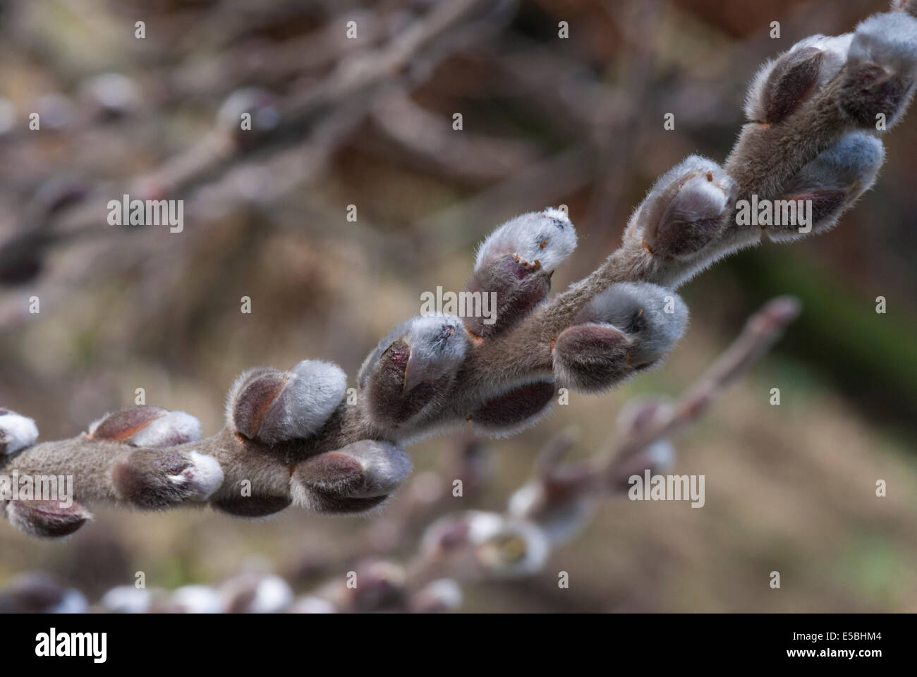 Buds of a tree, possibly a Willow, Salix Stock Photo