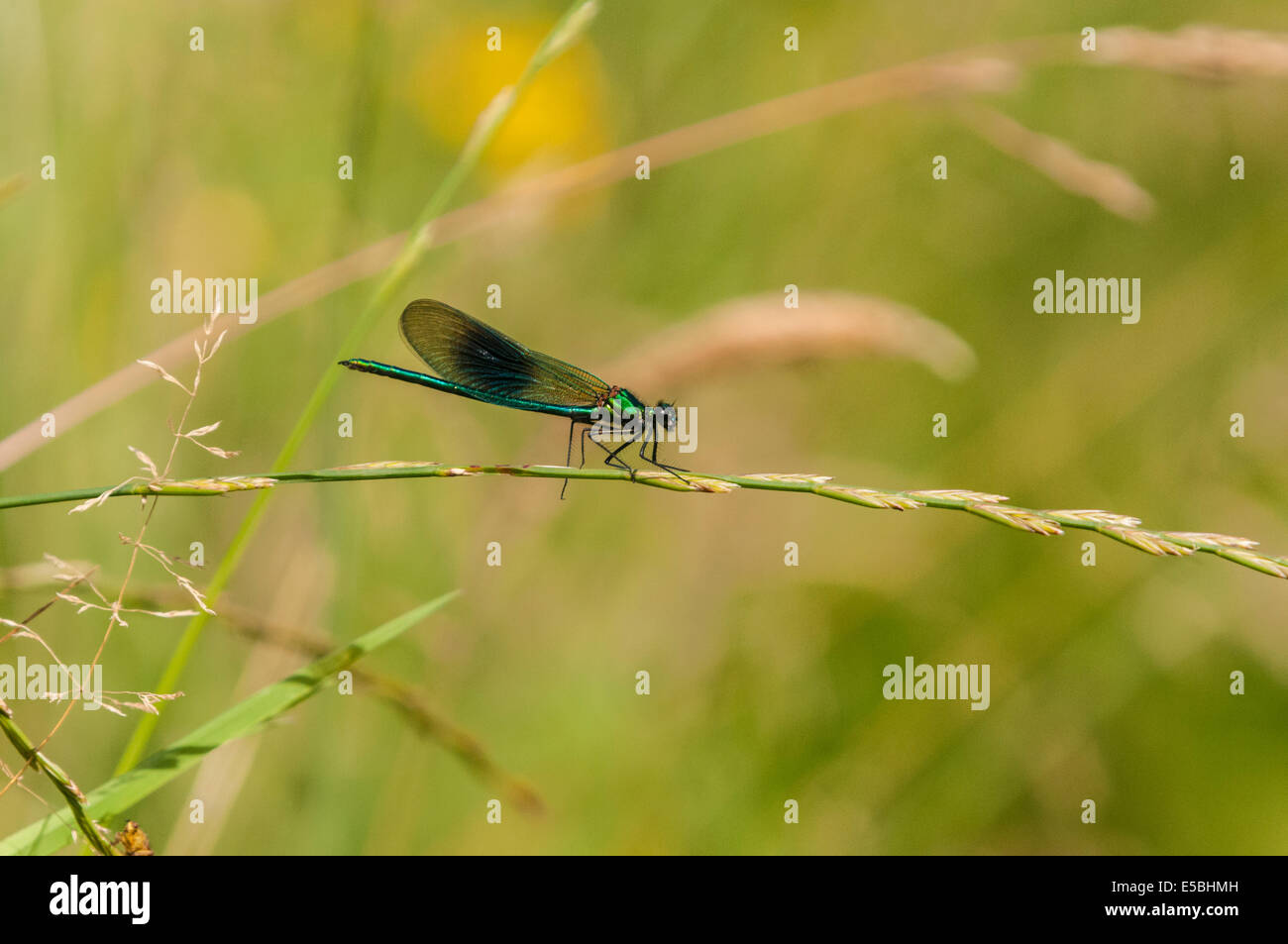 A male Banded Demoiselle, Calopteryx splendens, resting on a grass stalk. Stock Photo