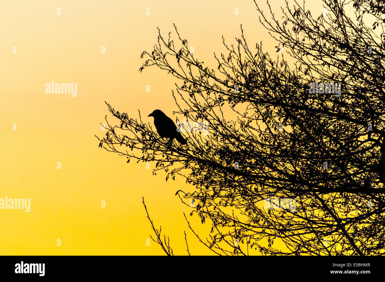 A Carrion Crow,Corvus corone, silhouetted against a winter evening sky Stock Photo