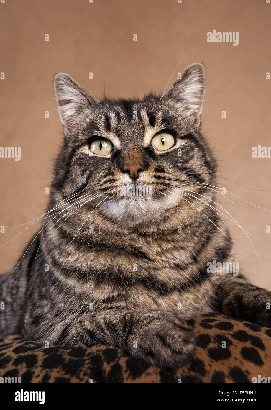 Black Tabby Manx Cat Head Shot On Tan Background Stock Photo