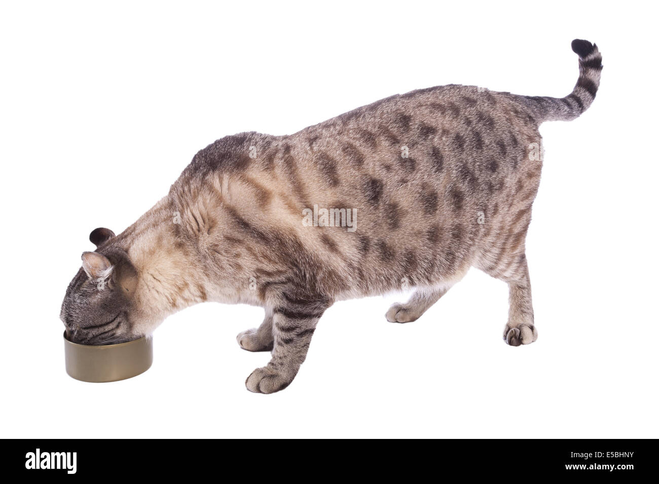Leopard spotted cat eating out of cat food can side view isolated on