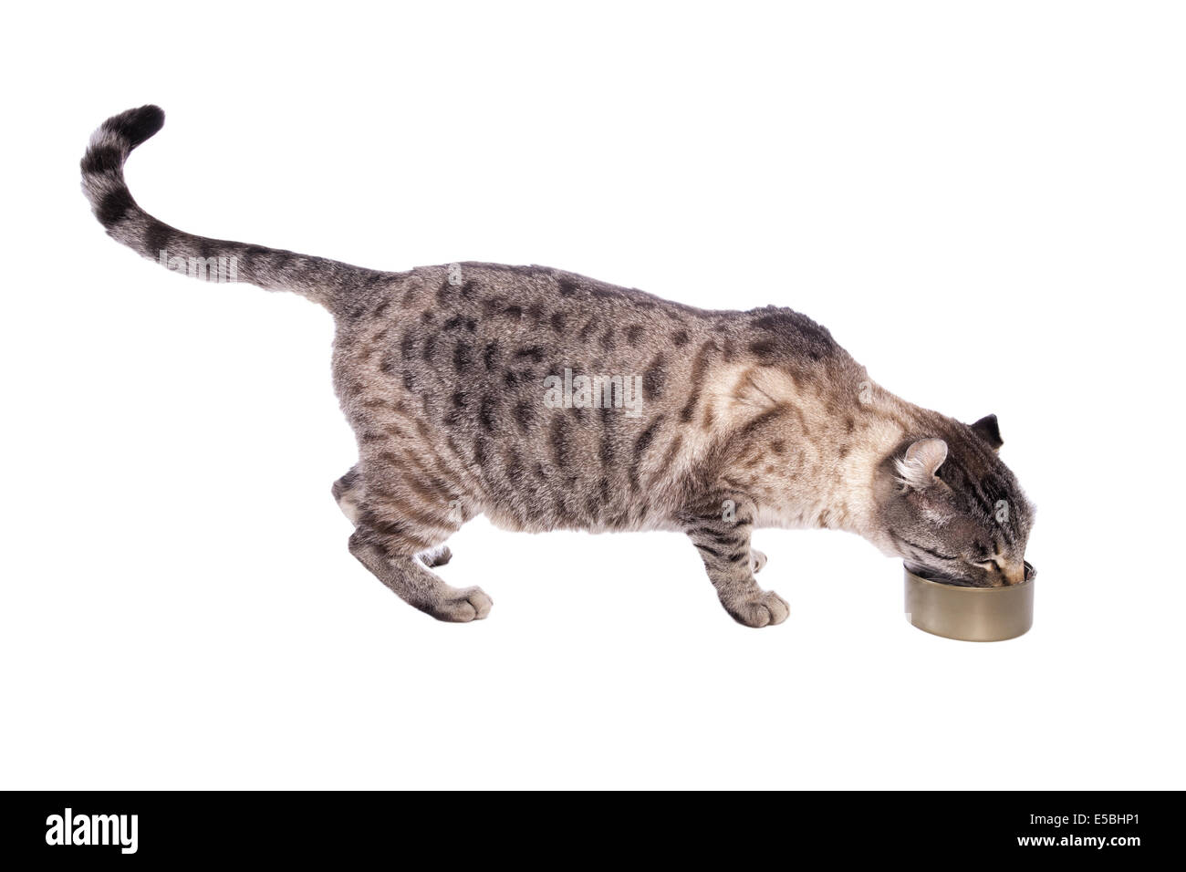 Leopard spotted cat eating out of cat food can side view isolated on