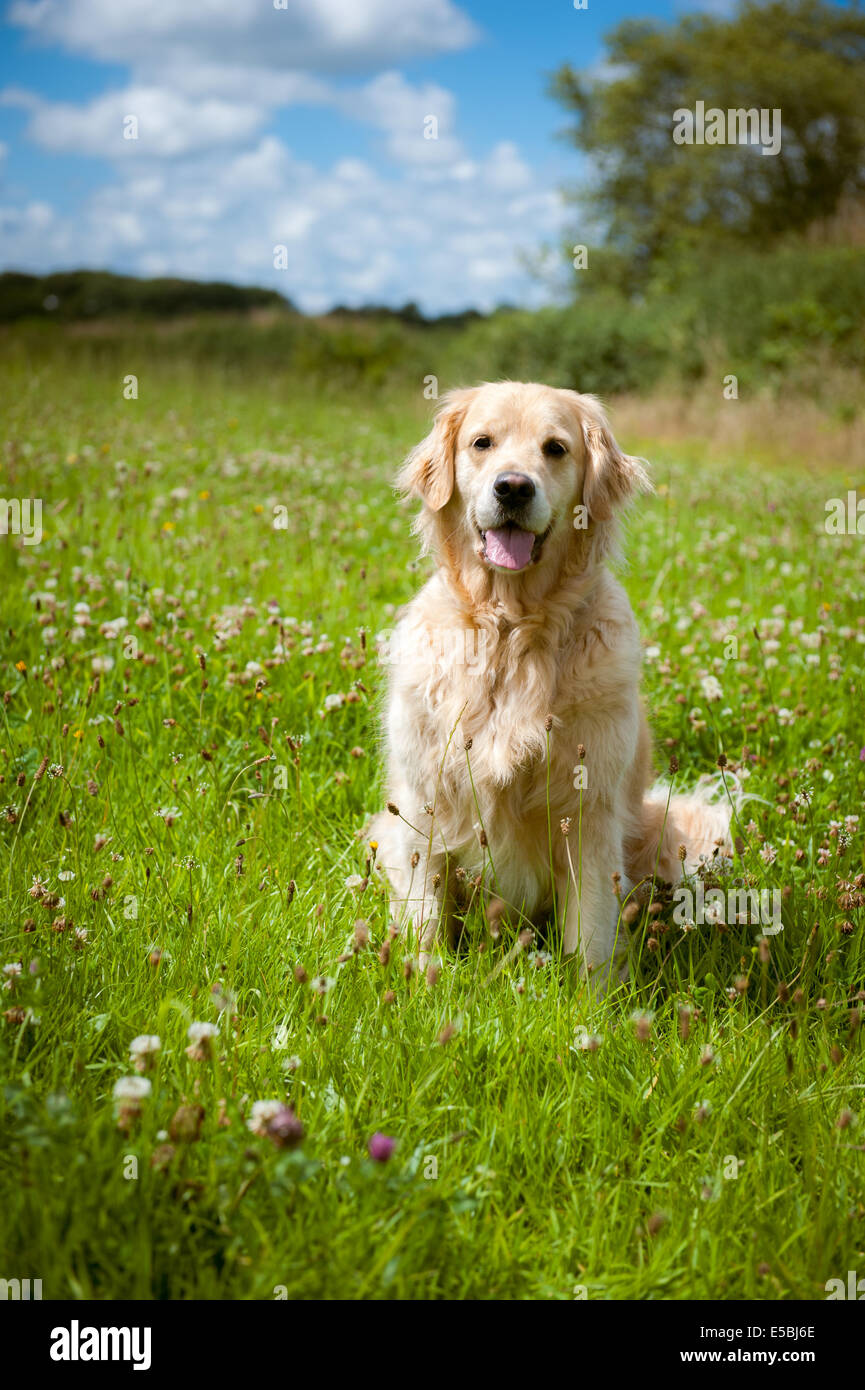 A female golden retriever sitting in a sunny meadow in Devon Stock ...