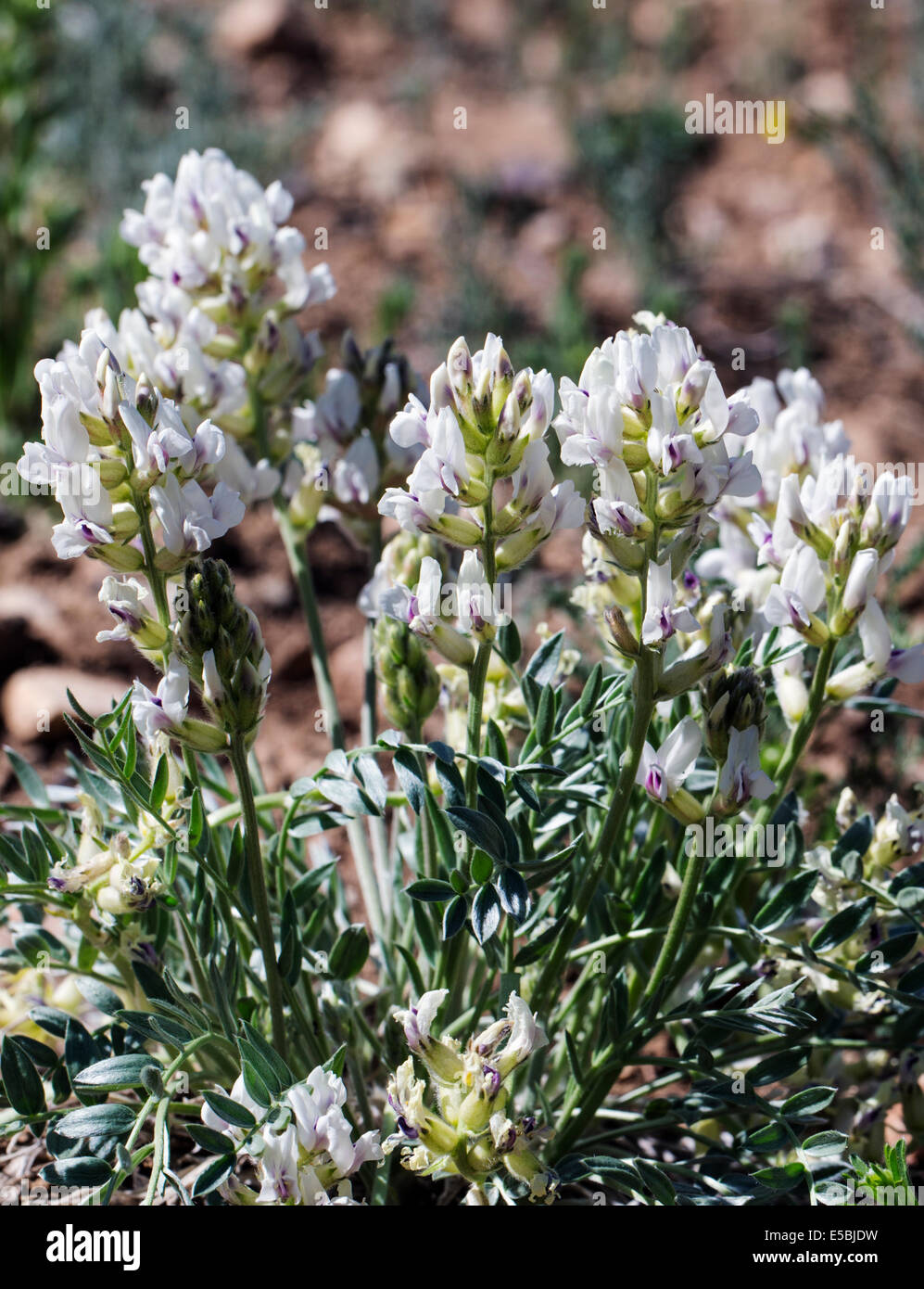 Oxytropis sericea; White Locoweed; Fabaceae; Pea; wildflowers in bloom