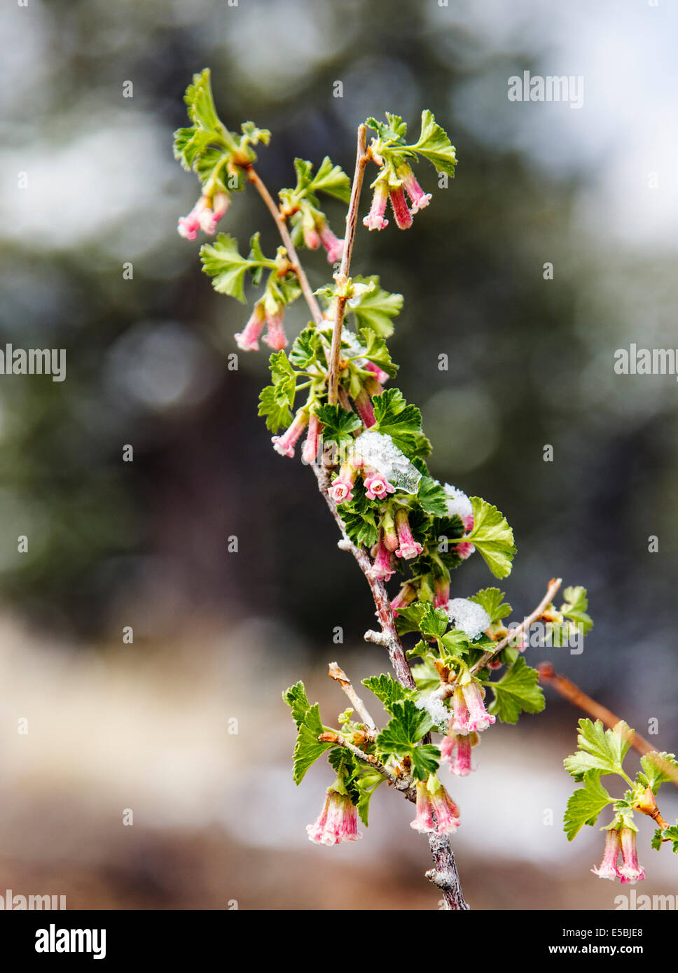 Ribes cereum; Wax Currant; Grossulariaceae; Gooseberry;wildflowers in bloom in spring snow, Central Colorado, USA Stock Photo