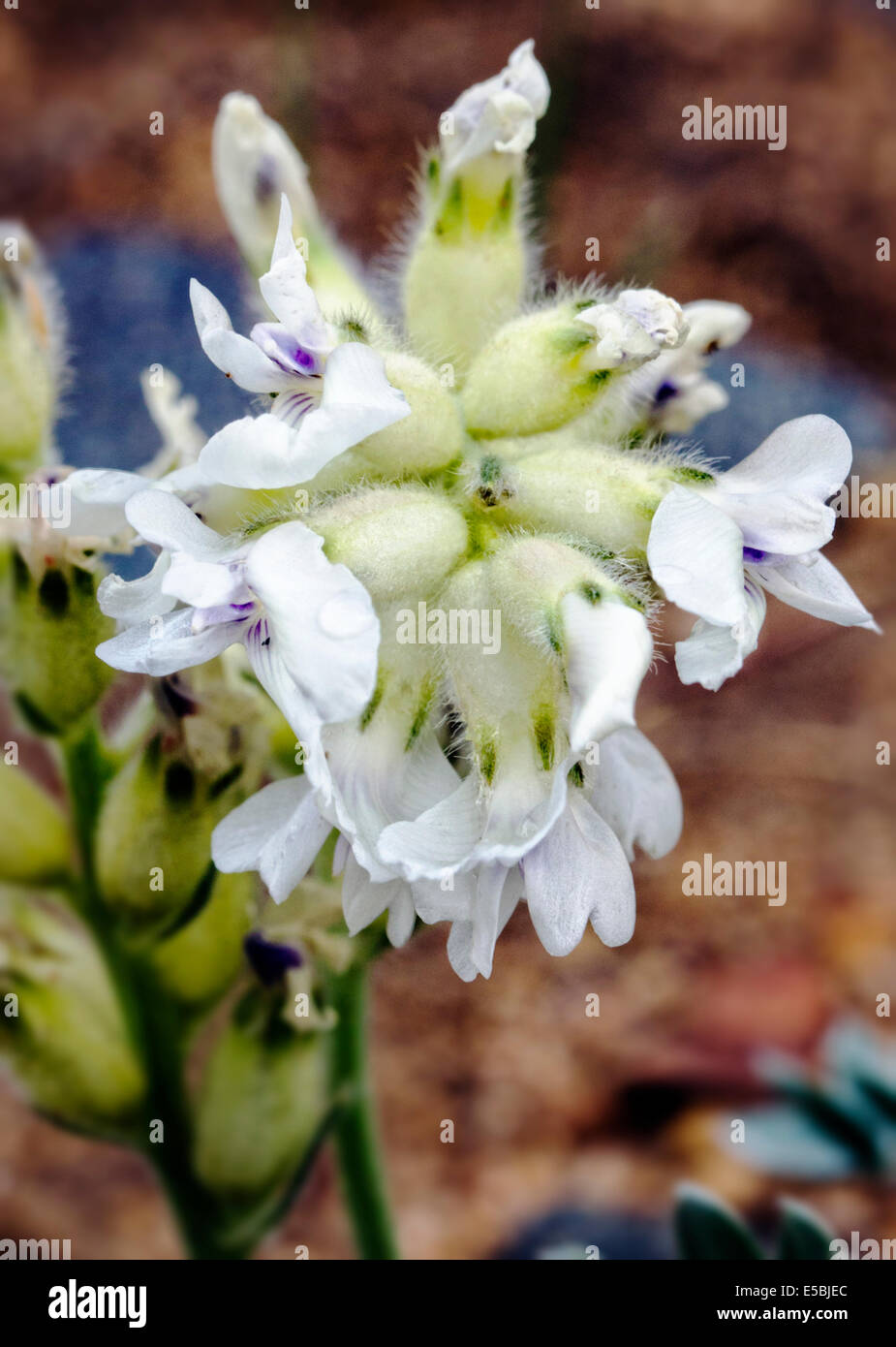 Oxytropis sericea; White Locoweed; Fabaceae; Pea; wildflowers in bloom, Central Colorado, USA Stock Photo