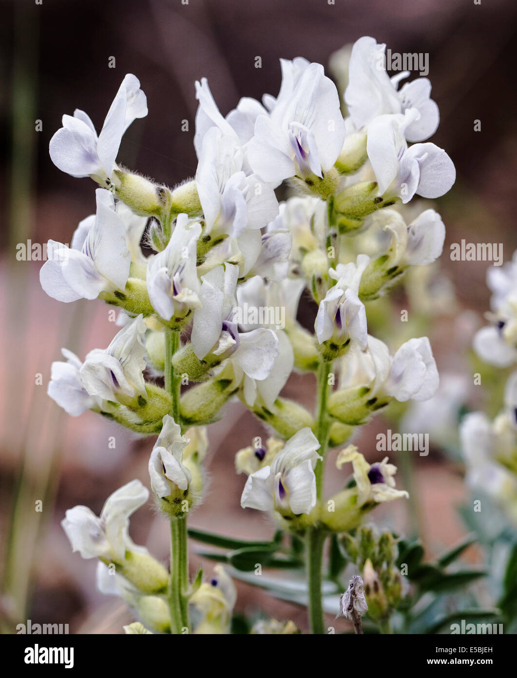 Oxytropis sericea; White Locoweed; Fabaceae; Pea; wildflowers in bloom, Central Colorado, USA Stock Photo